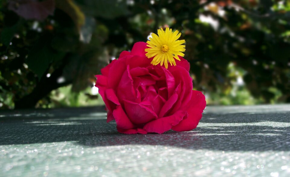 Romantic garden summer