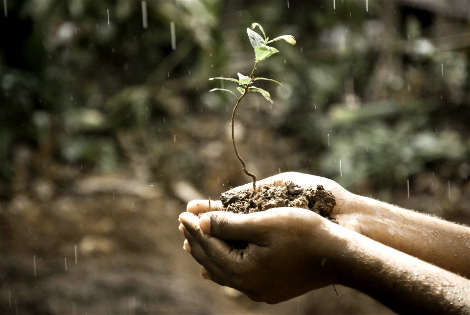 Sprout Hands Rain photo