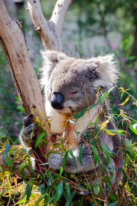 Animal wildlife fauna