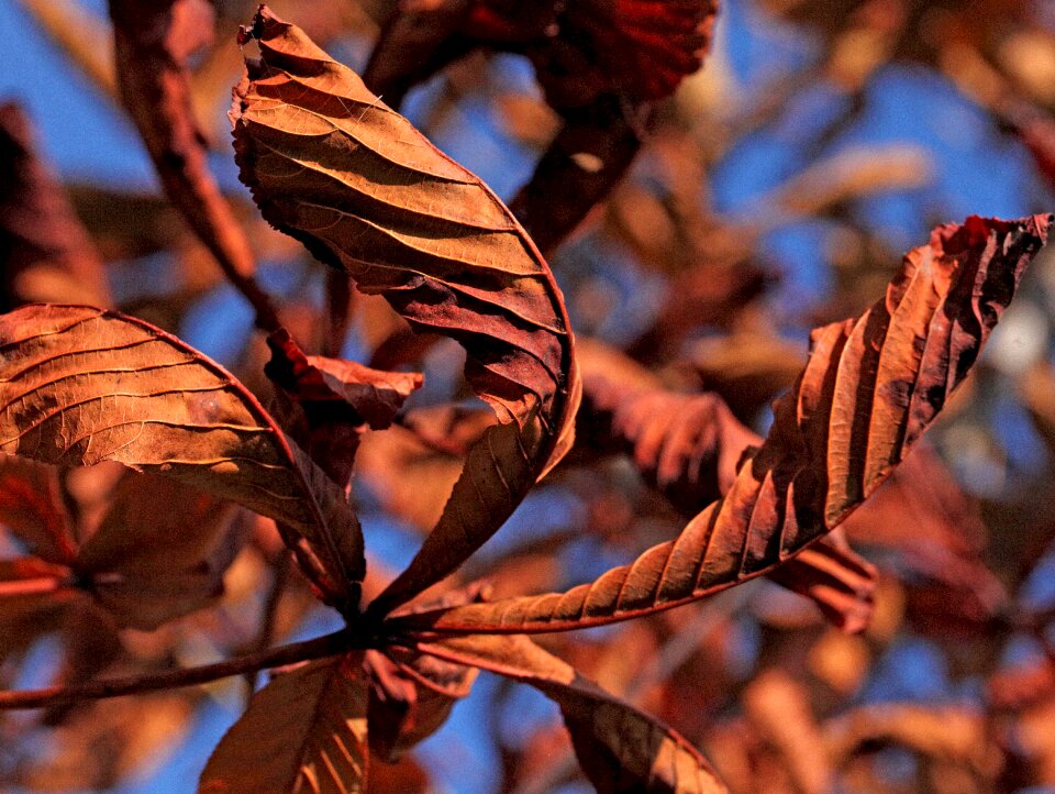 The leaves of chestnut autumn autumn leaves