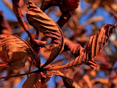 The leaves of chestnut autumn autumn leaves