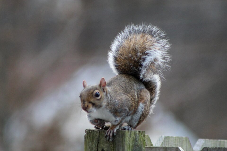 Animals mammal small