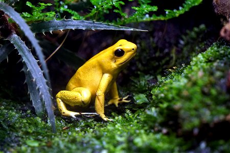 Golden Poison Frog photo
