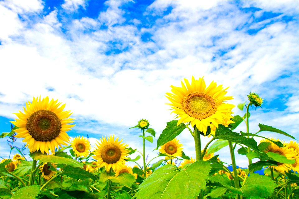 Sunflower Summer