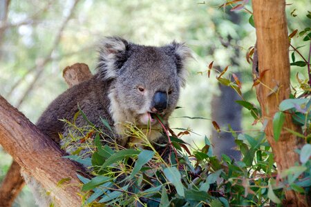 Animal wildlife australian photo