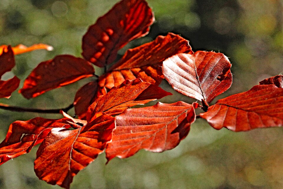 The leaves of chestnut autumn autumn leaves