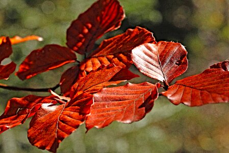 The leaves of chestnut autumn autumn leaves