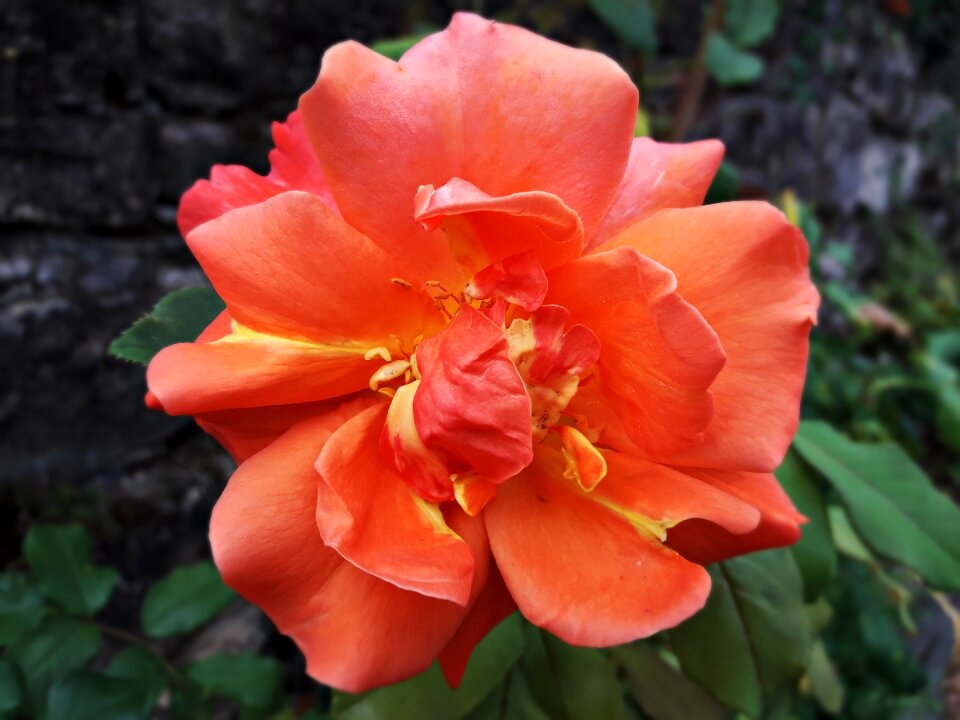 Beauty garden orange