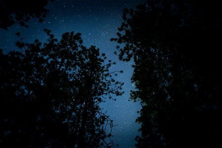 Night Sky Star Trees photo