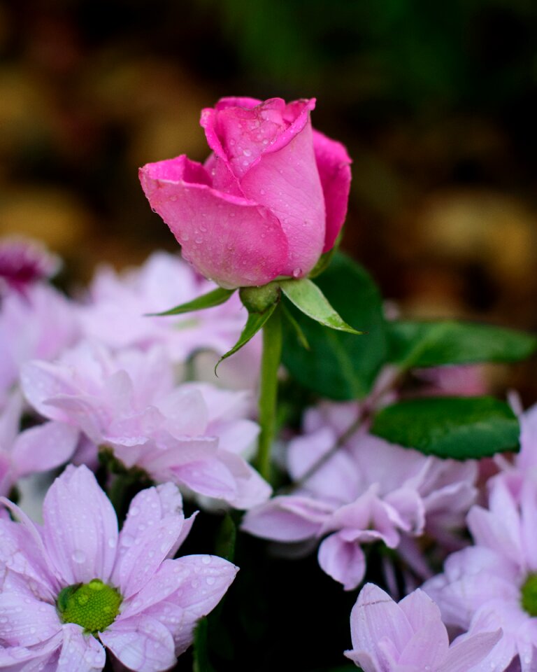 Raindrops bloom nature