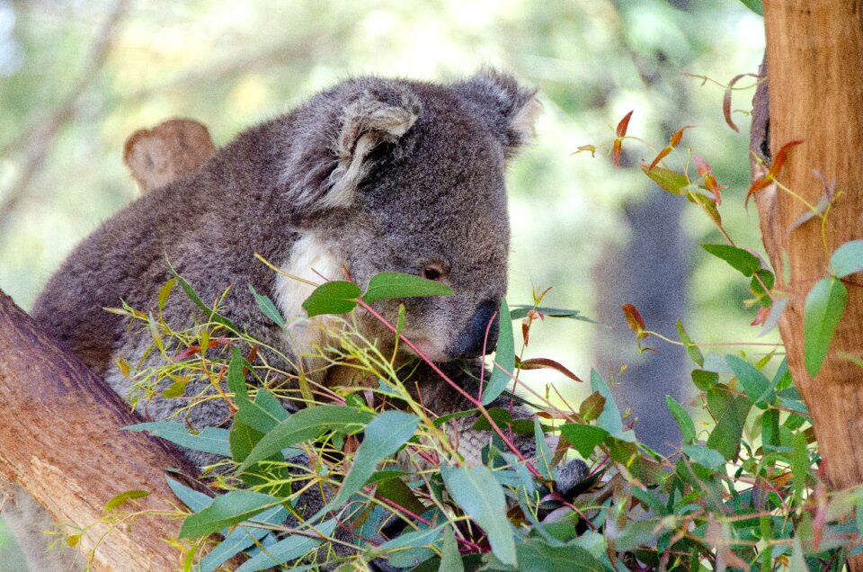 Animal wildlife fauna
