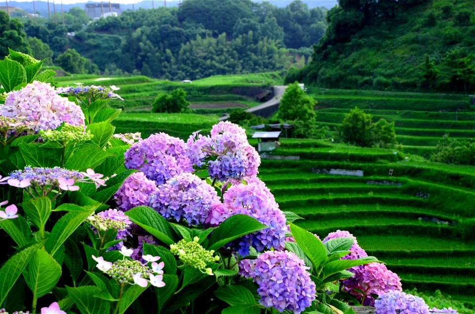 Hydrangea Terraced Rice Fields