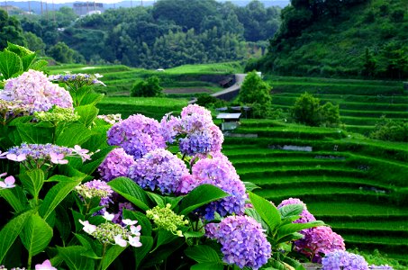 Hydrangea Terraced Rice Fields photo