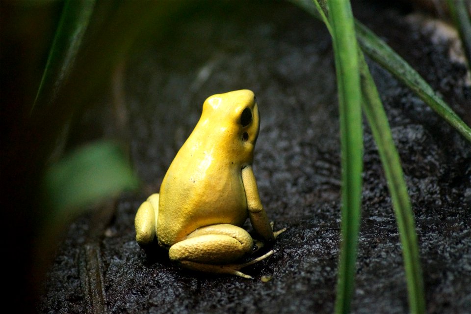 Golden Poison Frog photo