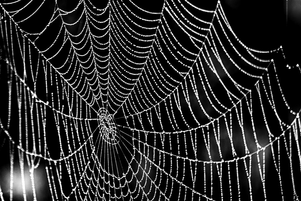 Spider Web