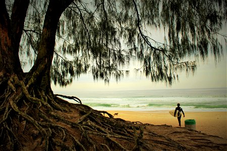 Tree Beach Surfer photo