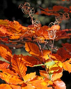 The leaves of chestnut autumn autumn leaves