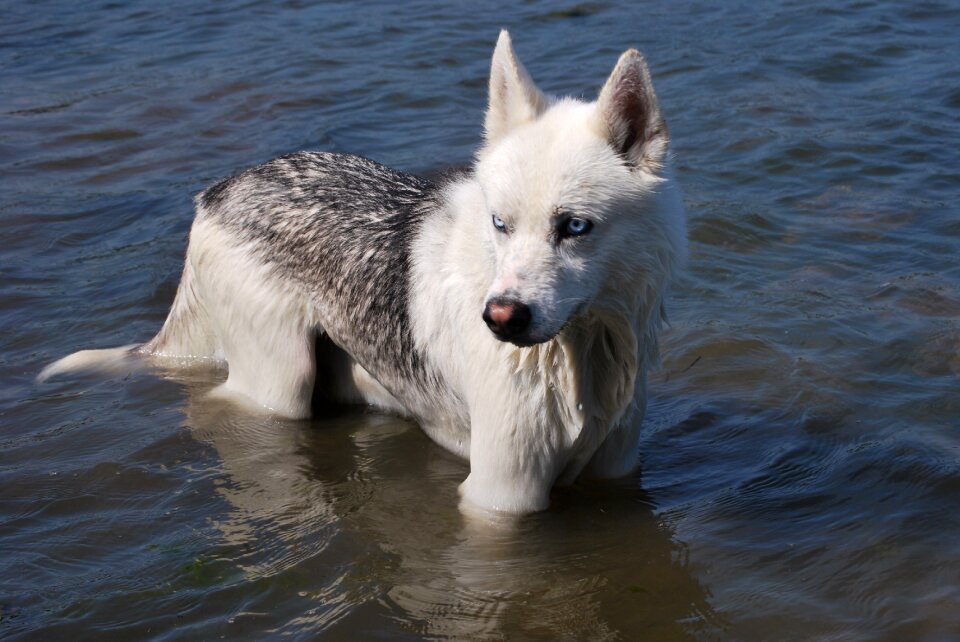 Siberian husky dog in water dog wet
