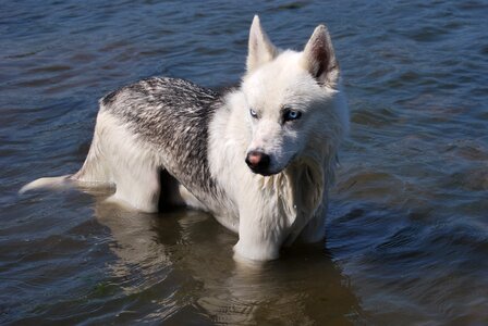 Siberian husky dog in water dog wet