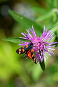 Blossom bloom flight insect