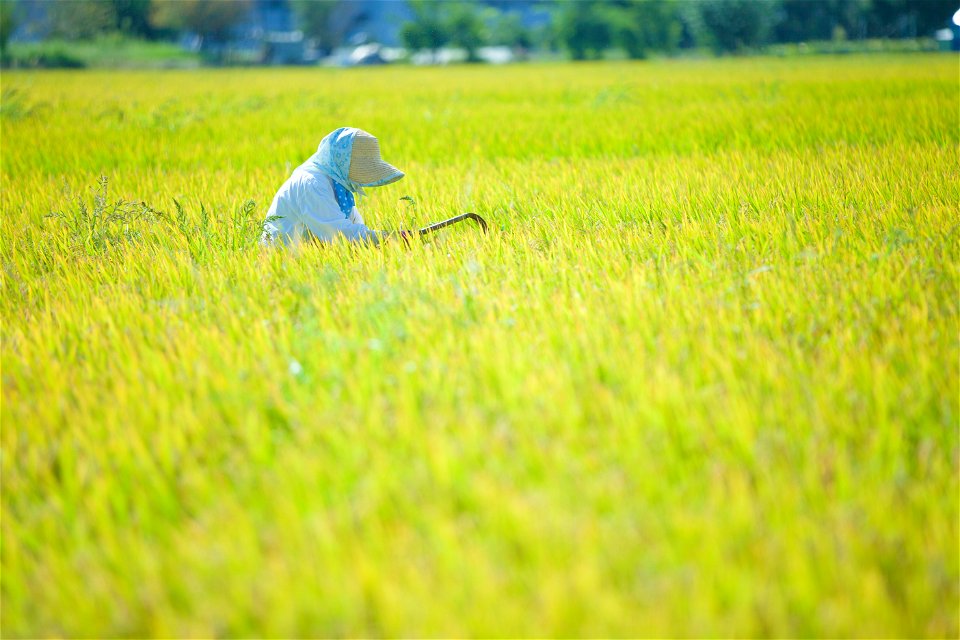 Rice Field Farmer