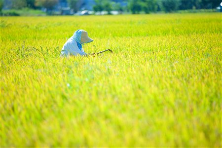 Rice Field Farmer