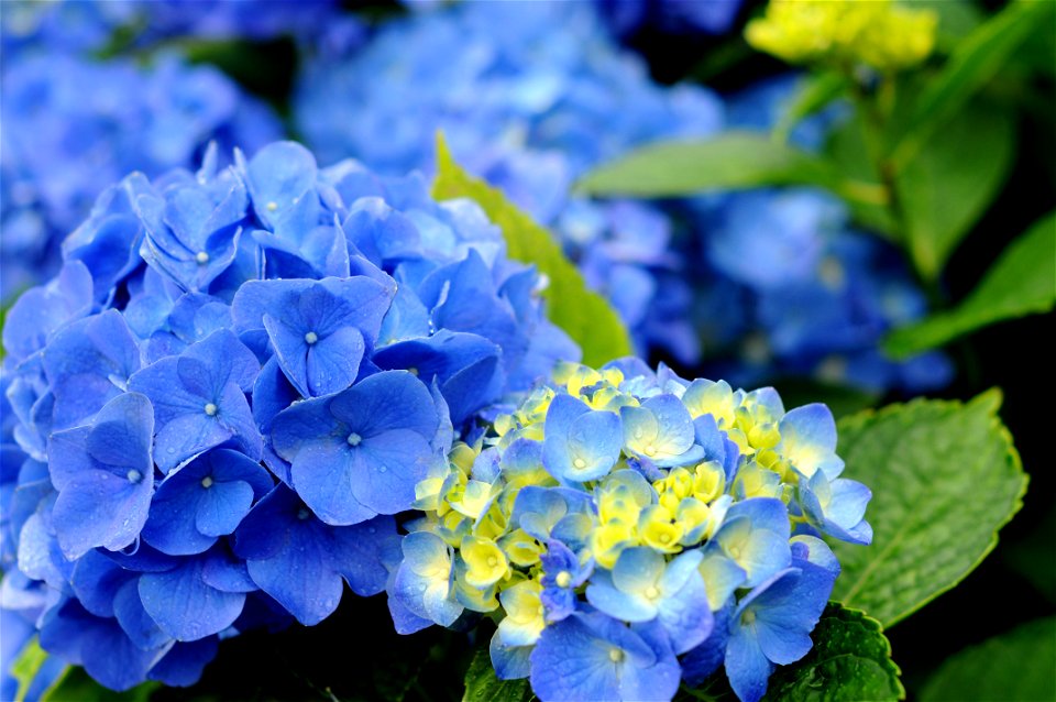 Hydrangea Flower