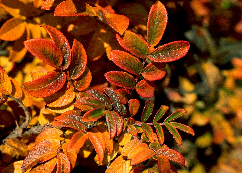 Rose list autumn autumn leaves