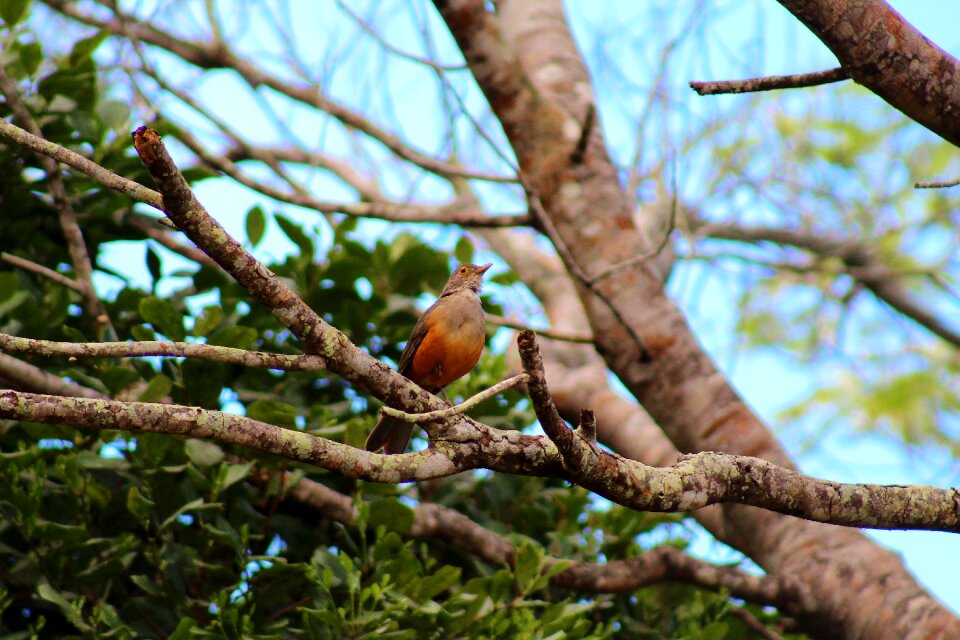 Thrush birdie tropical