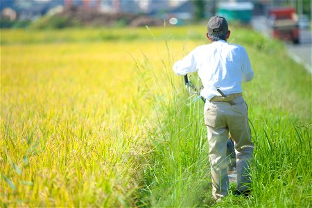 Rice Field Farmer photo