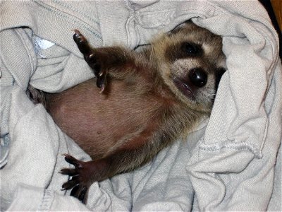 Raccoon Baby photo