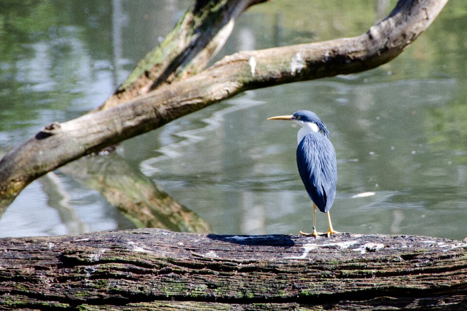 Bird australian wildlife