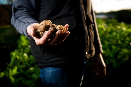 Potatos Farmer photo