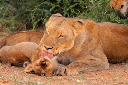 Lion Mother Cub photo
