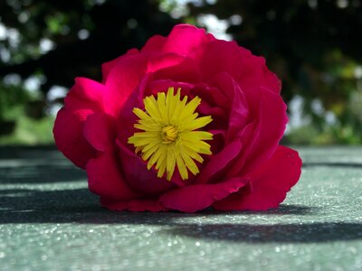 Romantic beauty garden
