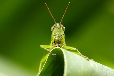 Grasshopper Insect