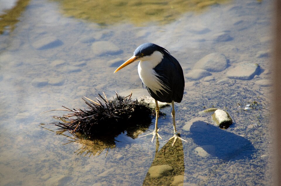 Bird australian wildlife