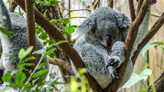 Koala Sleeping photo