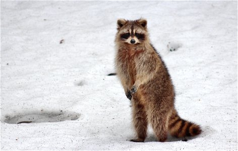 Raccoon Animal photo