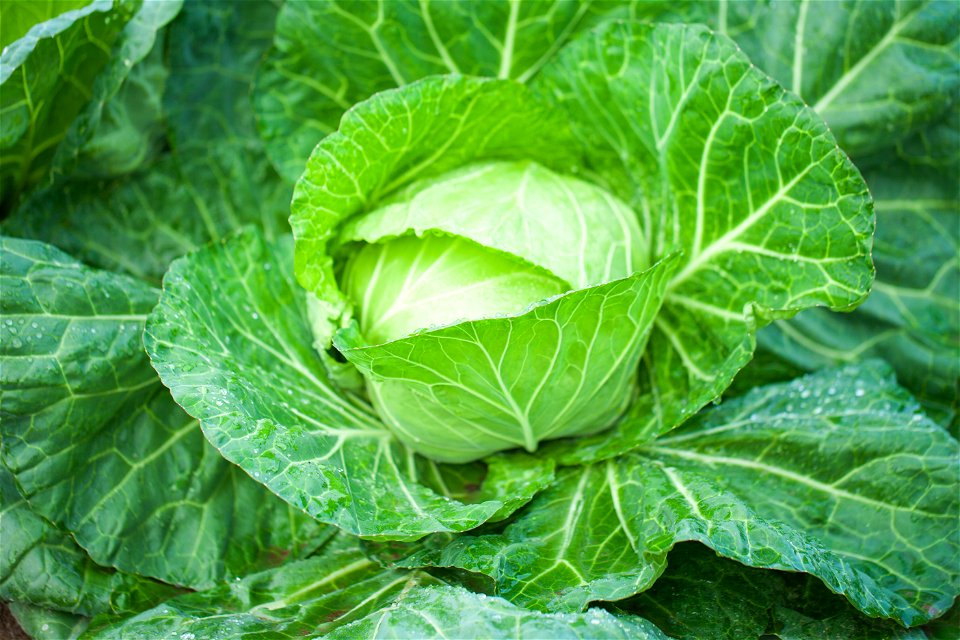 Cabbage Vegetable