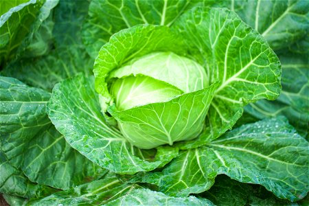 Cabbage Vegetable photo