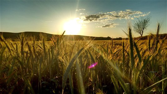 Wheat Field Sunset photo