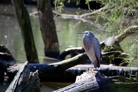 White-faced heron bird wildlife