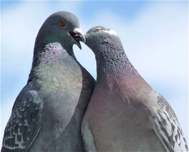 Pigeons Love photo