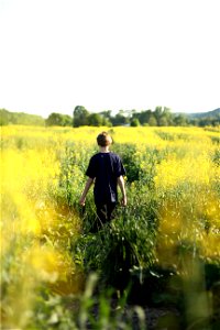 Boy Canola Field photo