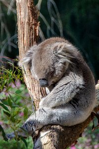 Animal wildlife australian photo