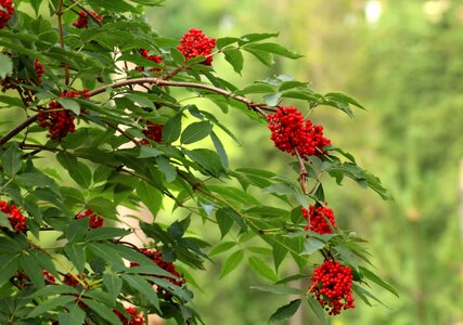 Tree red fruits the environment