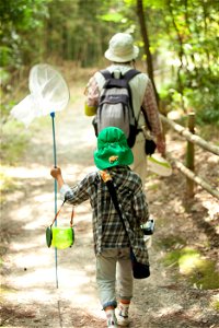 Insect Collecting