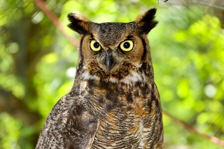Owl mad watching