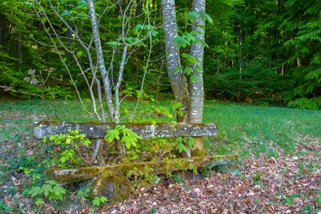 Bench wooden bench rot photo